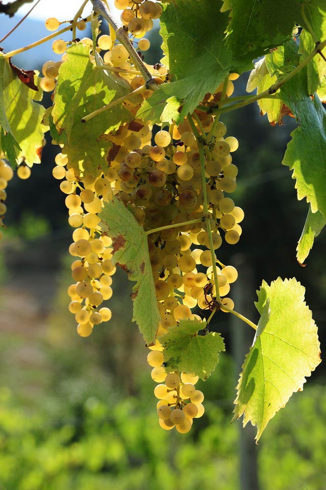 agriturismo-anghiari-tra-le-colline-toscane-Vigna-3