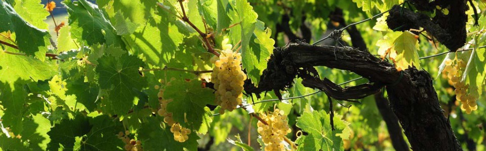 agriturismo-anghiari-tra-le-colline-toscane-Vigna-5