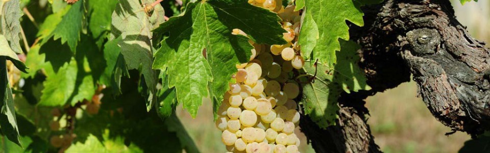 agriturismo-anghiari-tra-le-colline-toscane-Vigna-6