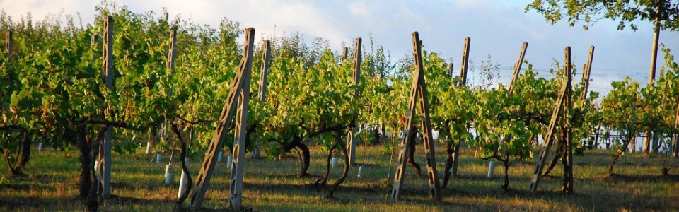 agriturismo-anghiari-tra-le-colline-toscane-Vigna-9