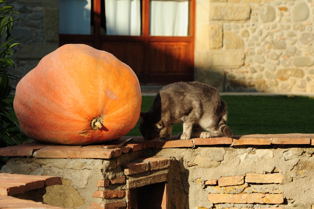 agriturismo-con-animali-in-toscana