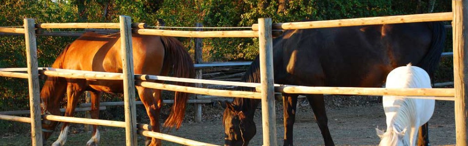 agriturismo-con-cavalli-in-toscana-2