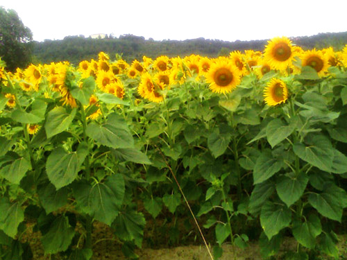 campi-girasoli-e-vigneti-in-valtiberina-toscana