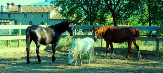 Tuscan farmhouse with horses: horse riding in Tuscany, walking paths in the Tiber Valley (Valtiberina) at Anghiari