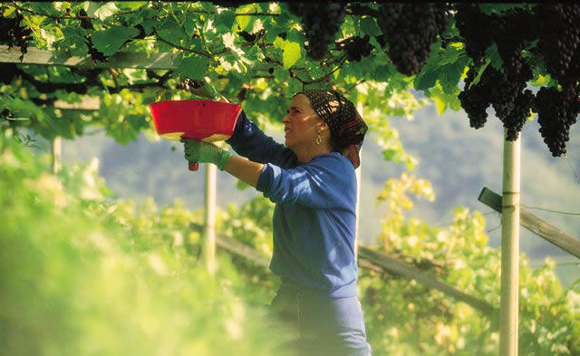 vendemmia-in-toscana-agriturismo-il-sasso