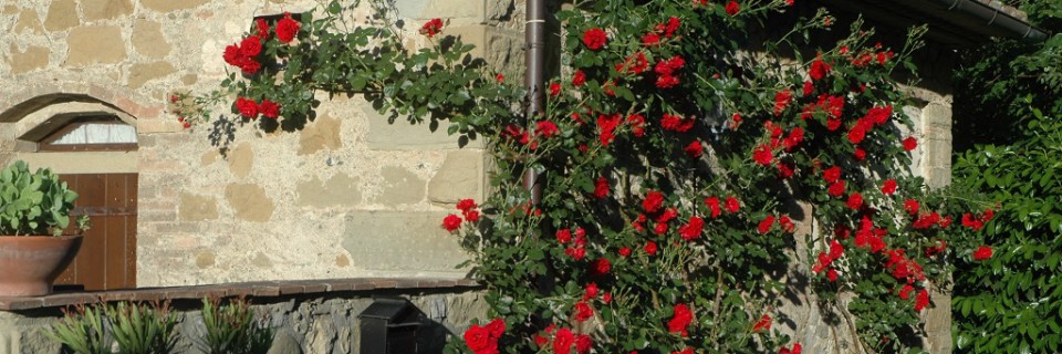 rose e fiori (7)